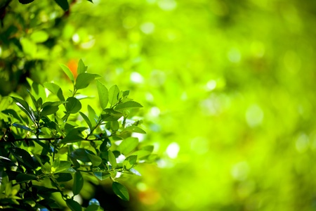 The young, green leaves in the foreground, green and light plays in the background 