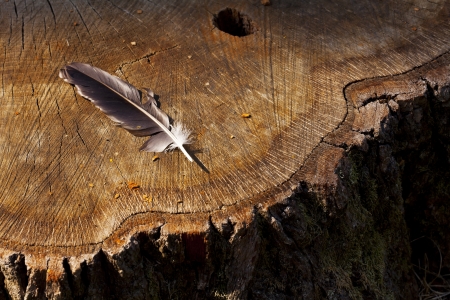 Bird feather on an old tree stump with cracked dashed rings の写真素材