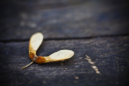 Dried seeds of maple on black old cracked board の写真素材
