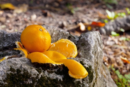 Tangerine and mandarin peel on a rock with moss.の写真素材