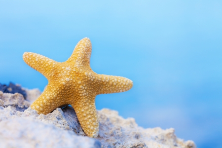 yellow starfishの写真素材