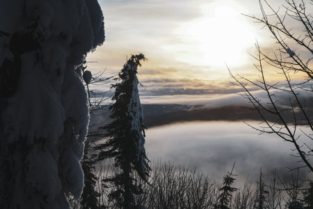 Tree with snow by sunset with low clouds in forest on mountain in winterの写真素材