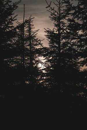 Sunset behind pine trees in winter in Czech Republicの写真素材