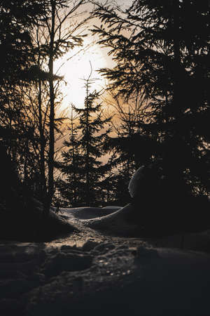 Snow with Sunset and Tree in Forest in Czech Republicの写真素材