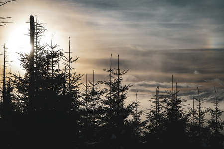 Nice Sunset with Pine trees and clouds in winter valley view from mountainの写真素材