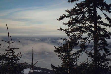 Winter Valley View with Pine Treeの写真素材