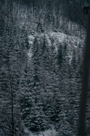 Winter Dark forest with pine treesの写真素材