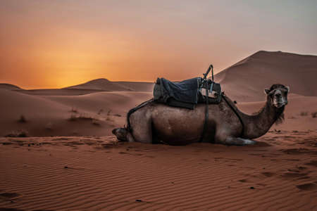Camel Dromedary animal in Sahara Desert with sunset and sand dunesの写真素材