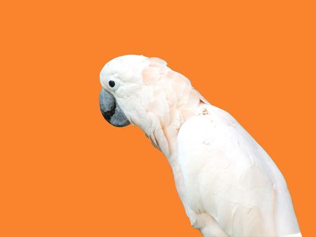 Parrot with clipping pathの写真素材