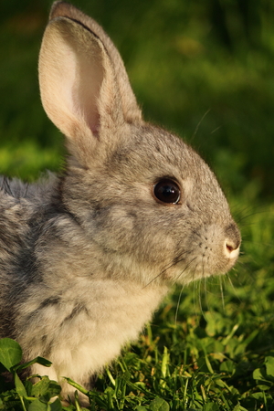 rabbit in a farmの写真素材