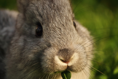 rabbit in a farmの写真素材