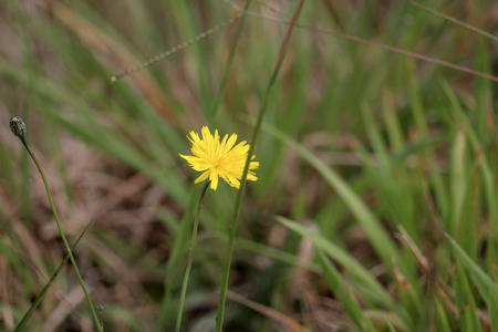 Lonley yellow flowerの写真素材
