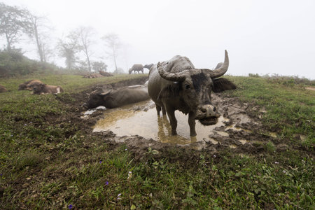 Buffalo staying in water while other buffalos having a restの写真素材
