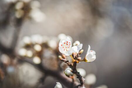 Cherry spring flowersの写真素材