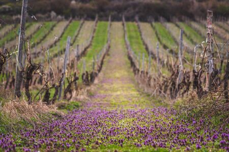 Spring vineyardの写真素材