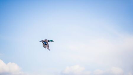 Flying Duckの写真素材