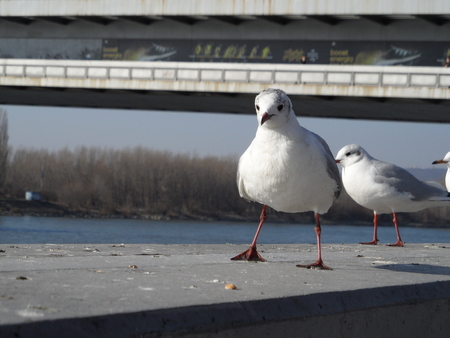 seagullの写真素材