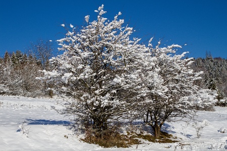 winter in the forest