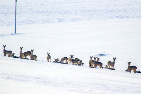 deer relax in the snowの写真素材