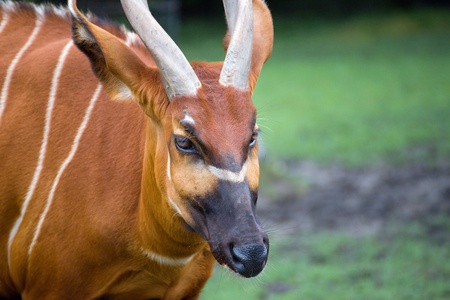 Bongo, Tragelaphus eurycerus - the largest forest antelopeの写真素材