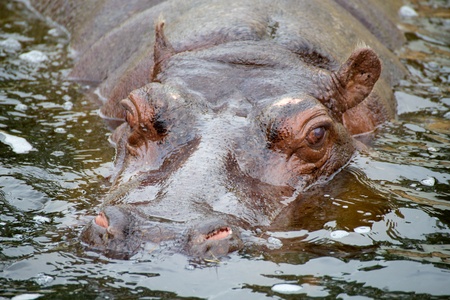 hippopotamus in water