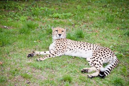 Cheetah lies on the grassの写真素材