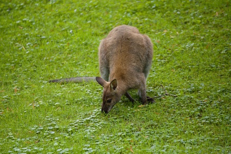 wild kangaroo on the green grassの写真素材