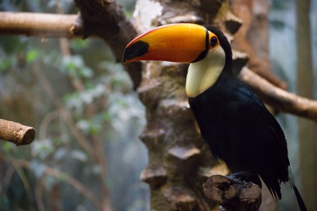 Toucan in the zoo in Warsawの写真素材