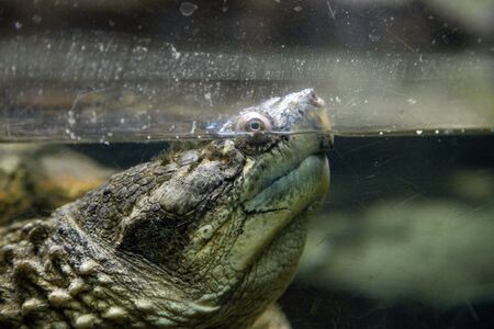 Common Snapping Turtle (Chelydra serpentina)