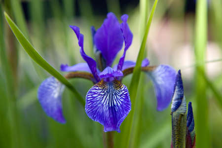purple iris flower