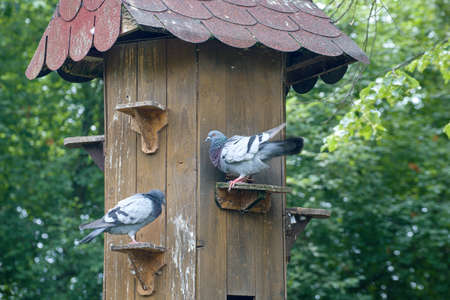 Wooden bird houseの写真素材