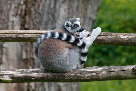 Lemurの写真素材