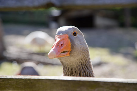 Goose headの写真素材