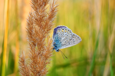 Polyommatus bellargus, Adonis Blue, is a butterfly in the family Lycaenidae. Beautiful butterfly sitting on stem. Occurence of species in Europe, Russia and Iraq.の写真素材