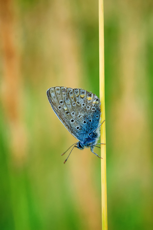 Plebejus idas, Idas Blue or Northern Blue, is a butterfly in the family Lycaenidae. Beautiful butterfly sitting on flower. Occurence of species in Europe, America and Asia.の写真素材