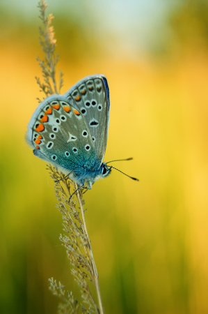 Polyommatus Icarus, Common Blue, is a butterfly in the family Lycaenidae. Beautiful butterfly sitting on flower. Occurence of species in Europe, America and Asia.の写真素材