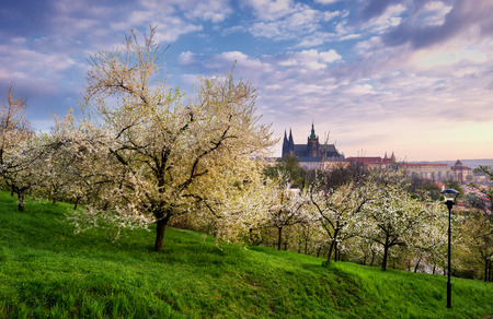 Beautiful yard during spring morning at Prague, Czech republic.の写真素材