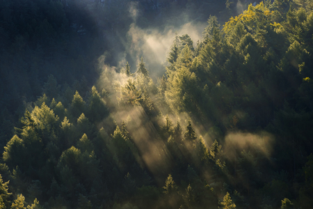 Foggy landscape. Misty foggy morning with sunrise in a valley of Bohemian Switzerland park. Detail of forest, landscape of Czech Republic, beautiful national park Bohemian Switzerland.の写真素材