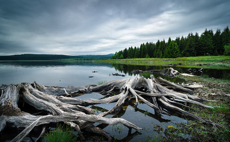 Beautiful water tank Prisecnice in Ore mountains, Czech republic. Detail of tree roots in clear water. Typical autumn rainy weather.の写真素材
