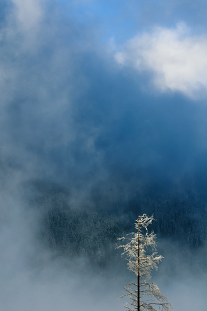 Detail of tree covered by snow during snowy winter morning in Mala Fatra, Slovakia.の写真素材