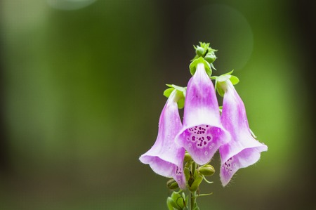 Spring flower backround. Blue bell flower in sunny forest.の写真素材