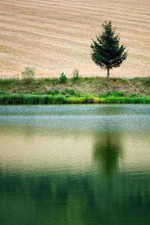 Morning water reflection of tree. Lonely tree near countryside field. Typical summer season.の写真素材