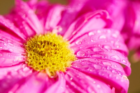 Detail closeup view at pink cosmos flower. Spring time in nature.