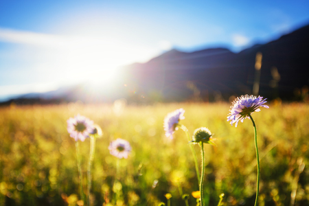Beautiful spring meadow. Sunny clear sky with hut in mountains. Colorful field full of flowers. Direct sunlight at Grainau, Germanyの写真素材