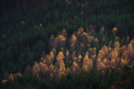 Forest landscape. Great valley of Bohemian Switzerland national park. Beautiful colorful detail of...