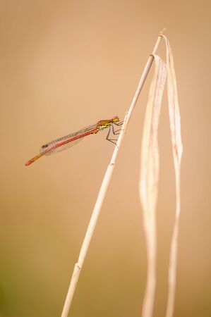 Close up of dragonfly. Beautiful detail of Large Red Damselfly during summer day. Pyrrhosoma...