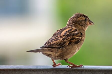 Juvenal female house sparrow (Passer domesticus) with puffed up feather is sitting on the balcony railing, watching over the neighborhood.の写真素材
