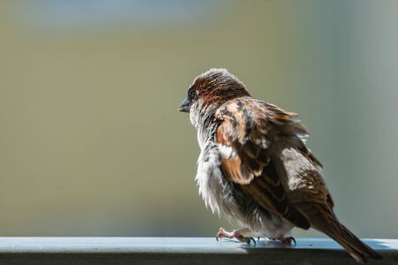 Male house sparrow (Passer domesticus) with puffed up feather is sitting on the balcony railing, watching over the neighborhood.の写真素材