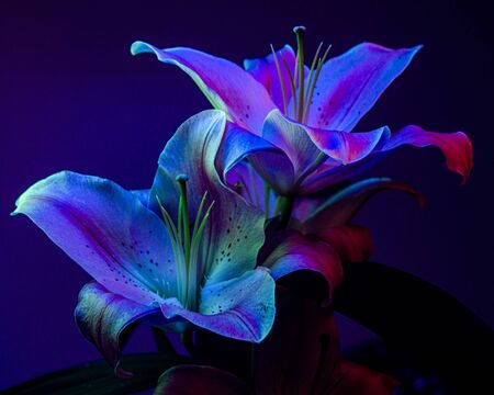Composition of two white Lilium flowers illuminated by black light sources (UV light)の写真素材