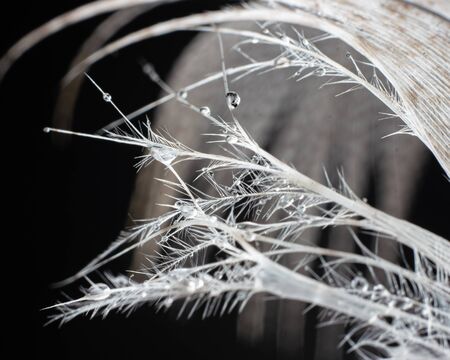 Macro shot of bird feather barbs lightly covered with water. White feather is presented in front of black backgroundの写真素材
